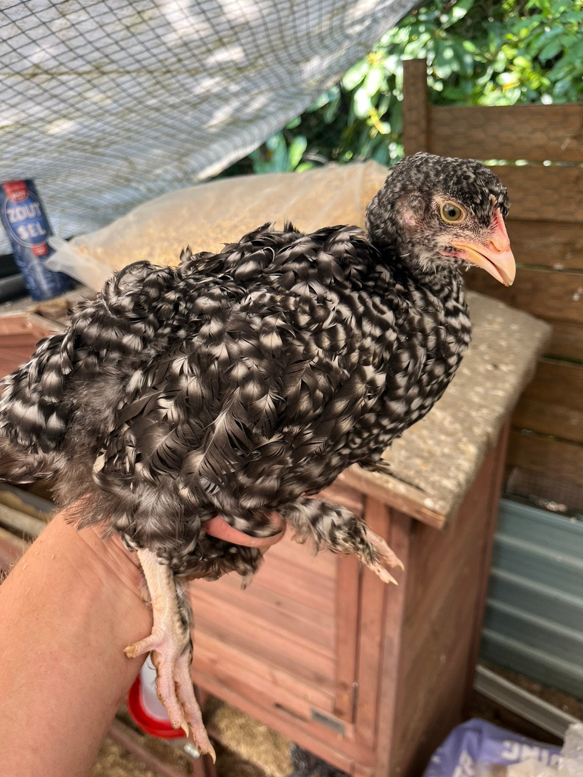 Mechelse koekoek jonge hen kuikens, Dieren en Toebehoren