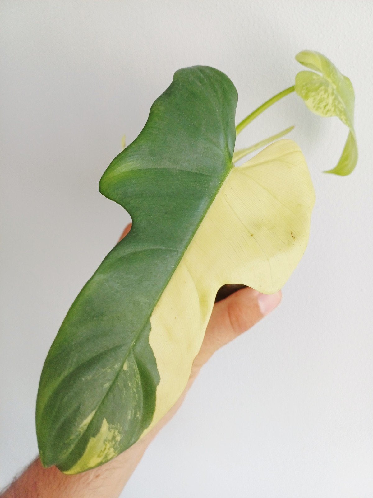 Philodendron Bipennifolium variegata (aureum), Overige soorten, In pot, Minder dan 100 cm, Groene kamerplant