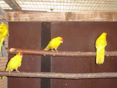 kakarikis, Animaux & Accessoires, Oiseaux | Perruches & Perroquets, Plusieurs animaux, Perruche, Bagué
