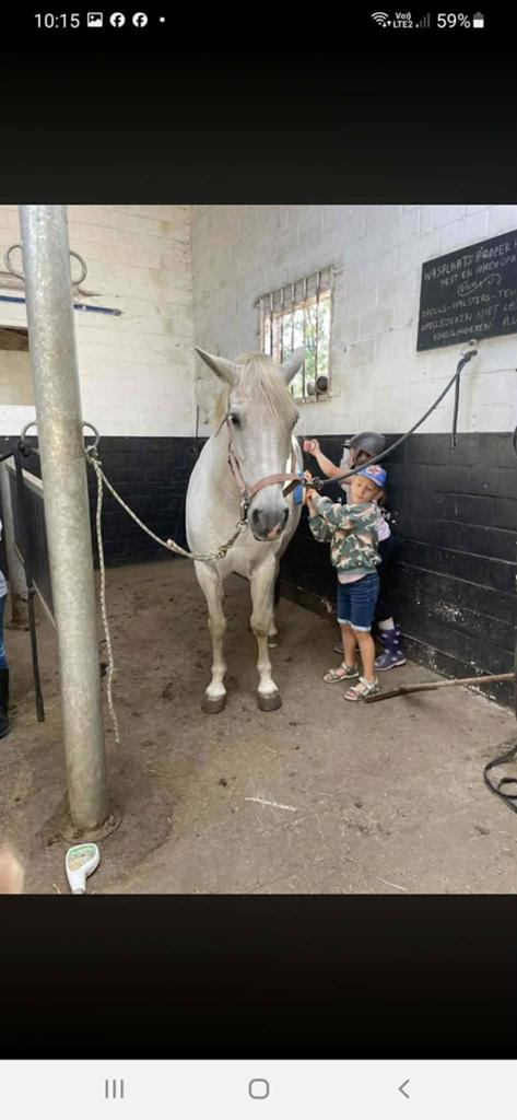 24 jarige merrie te koop, Animaux & Accessoires, Chevaux, Jument, Débourré, 11 ans ou plus, Cheval de récréation, Avec puce électronique