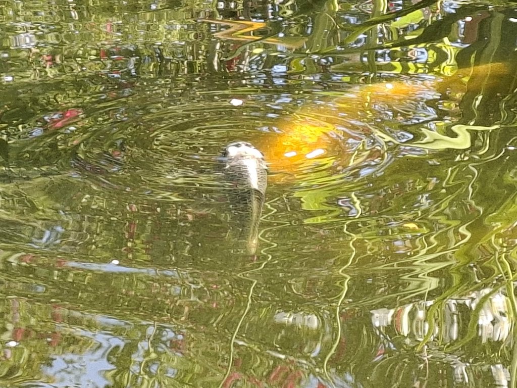 Ghost koi zelf te vangen, Dieren en Toebehoren, Vissen | Vijvervissen, Karper of Koi