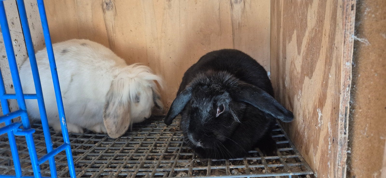 konijn, Dieren en Toebehoren, Ophalen