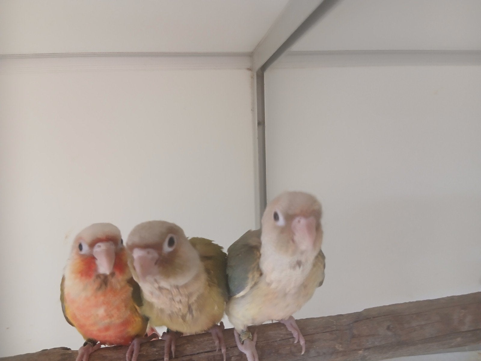 pyrrhuras handtam, Dieren en Toebehoren, Vogels | Overige Vogels, Tam