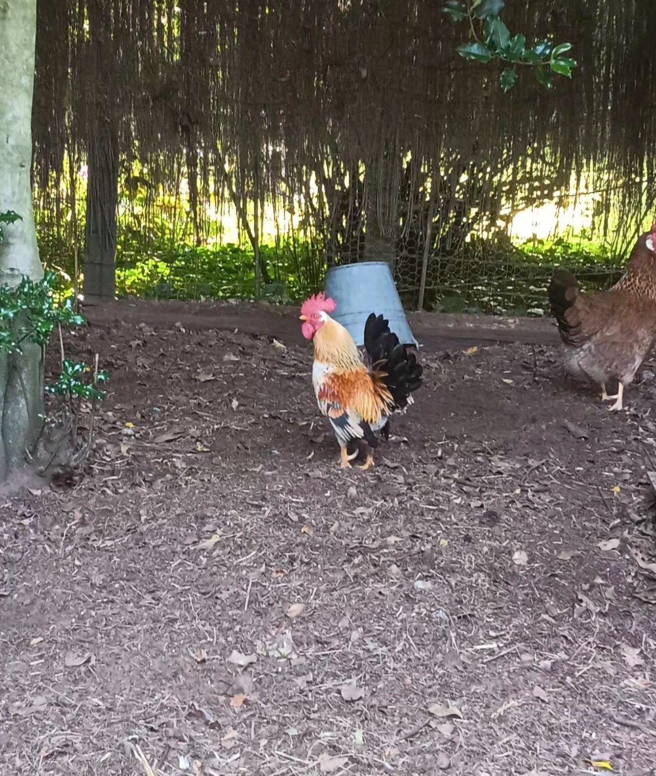 Engels haantje, gratis!!, Dieren en Toebehoren