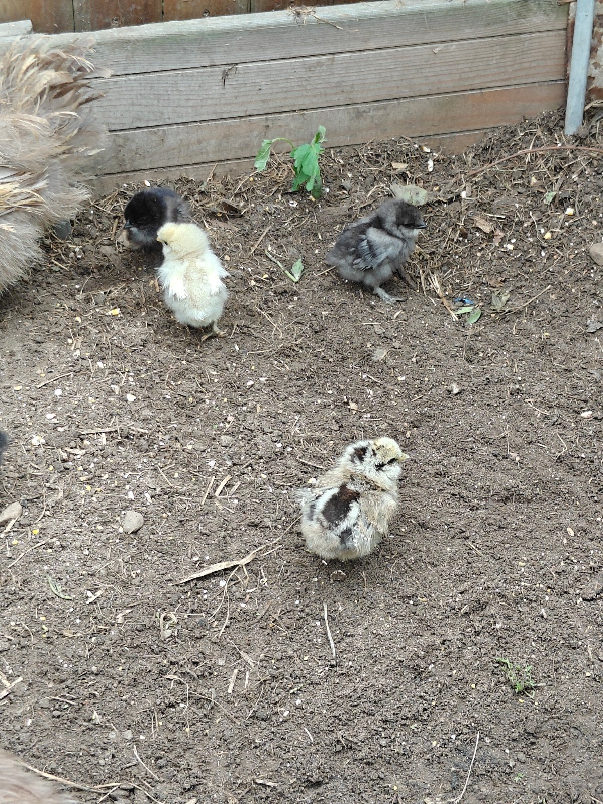 Zijdehoen kuikens, Dieren en Toebehoren, Meerdere dieren, Kip