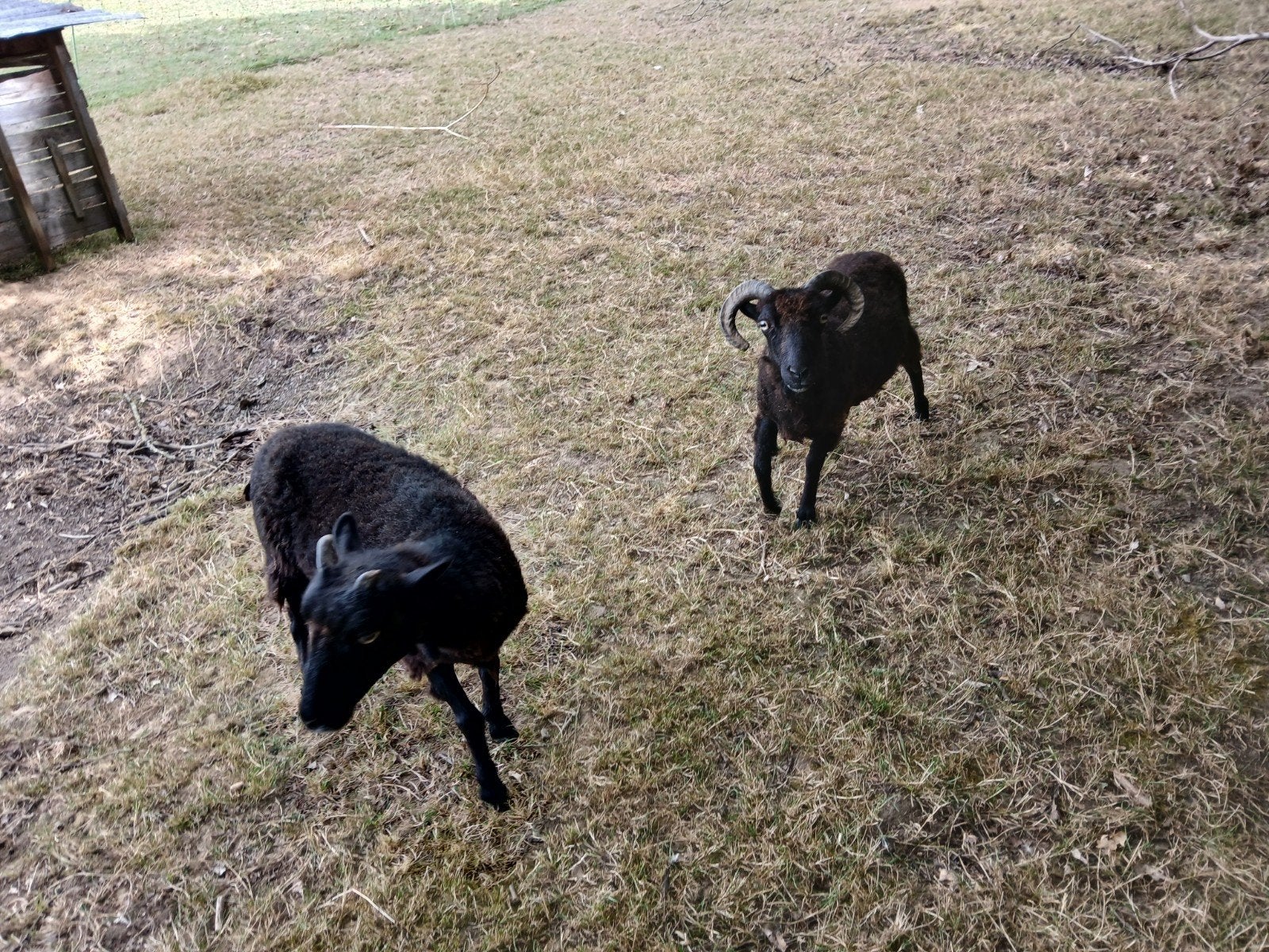 Twee ooien., Dieren en Toebehoren, Schapen, Geiten en Varkens