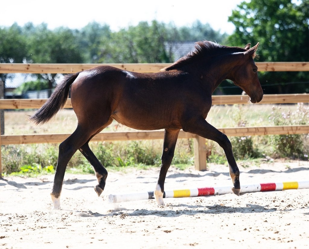Merrieveulen van Codex One uit top merrielijn (1m60 GP!), Merrie, Springpaard, Met stamboom, Niet van toepassing