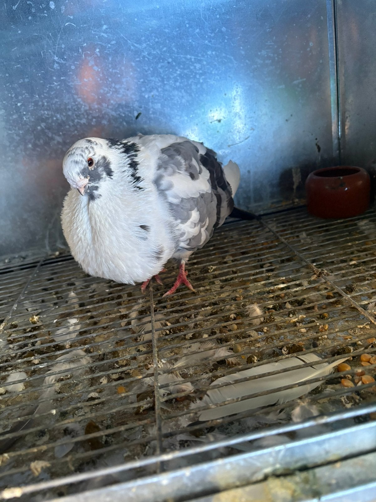 Duiven, Dieren en Toebehoren