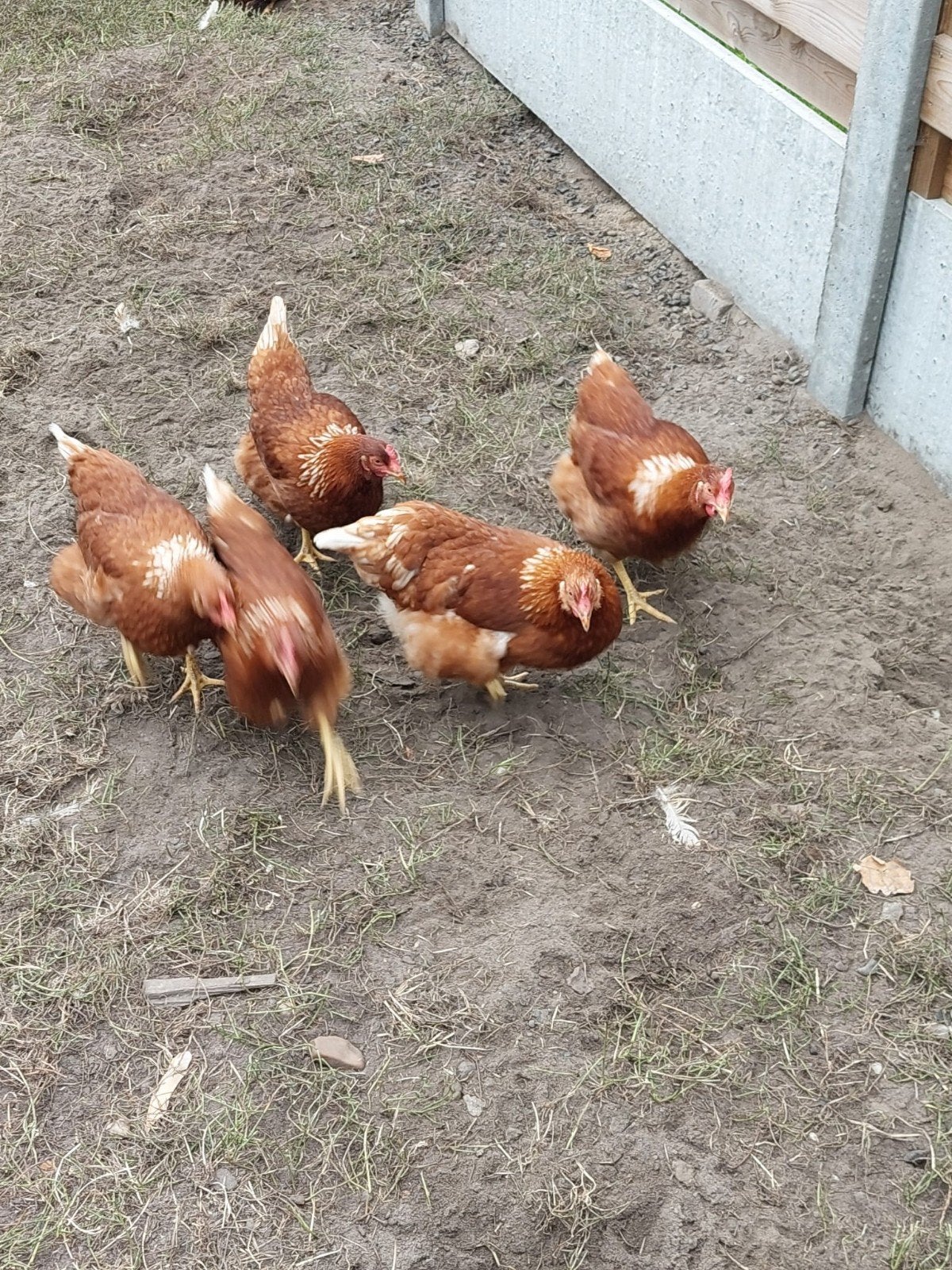 Isa brown legkippen, Poule ou poulet