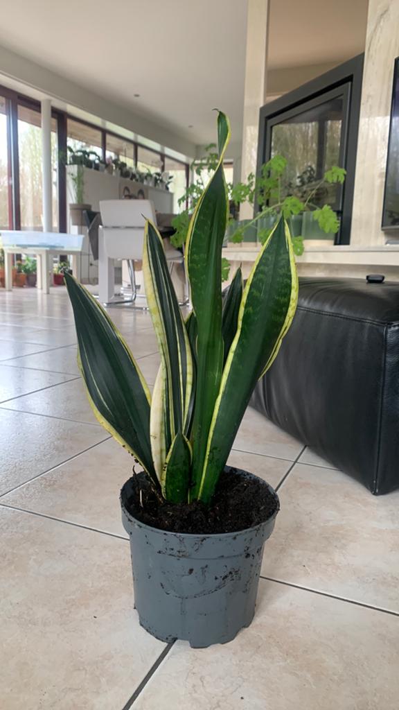 Sanseveria, Ophalen