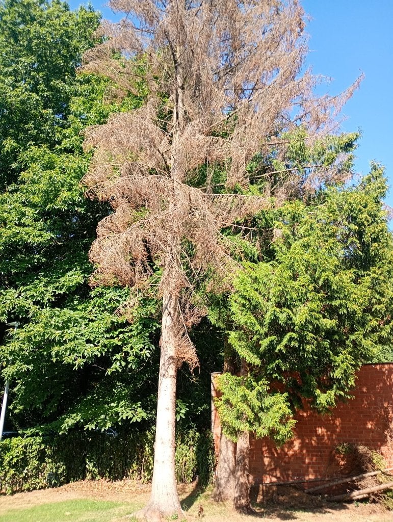 Gratis kachelhout: 21 grote sparren + 60 boompjes (Turnhout), Tuin en Terras, Ophalen