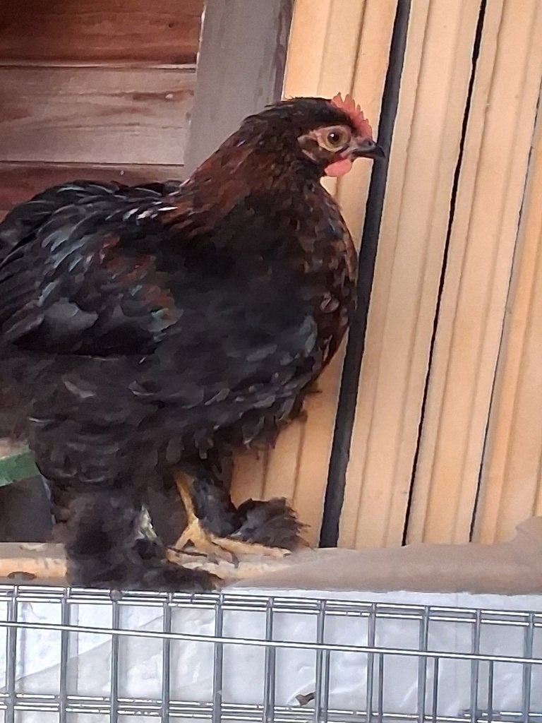 Duo Cochin Hen & Haan, Dieren en Toebehoren, Meerdere dieren, Kip