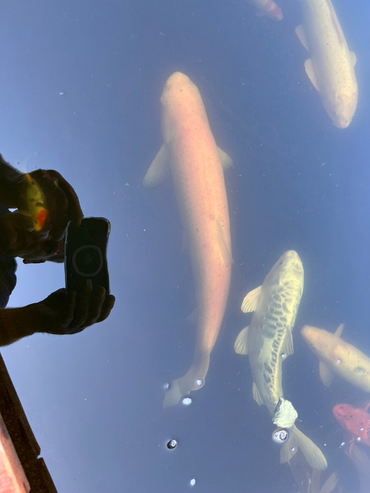 Albino graskarper, Dieren en Toebehoren, Vissen | Vijvervissen, Karper of Koi