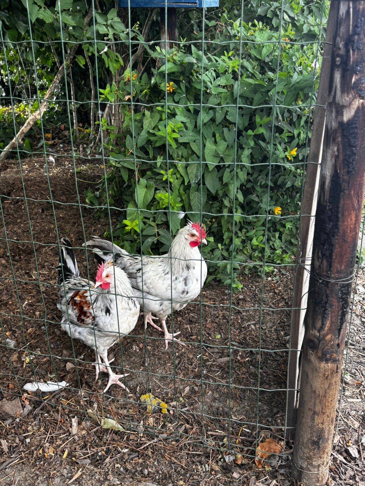 Haantjes te koop, Dieren en Toebehoren, Pluimvee
