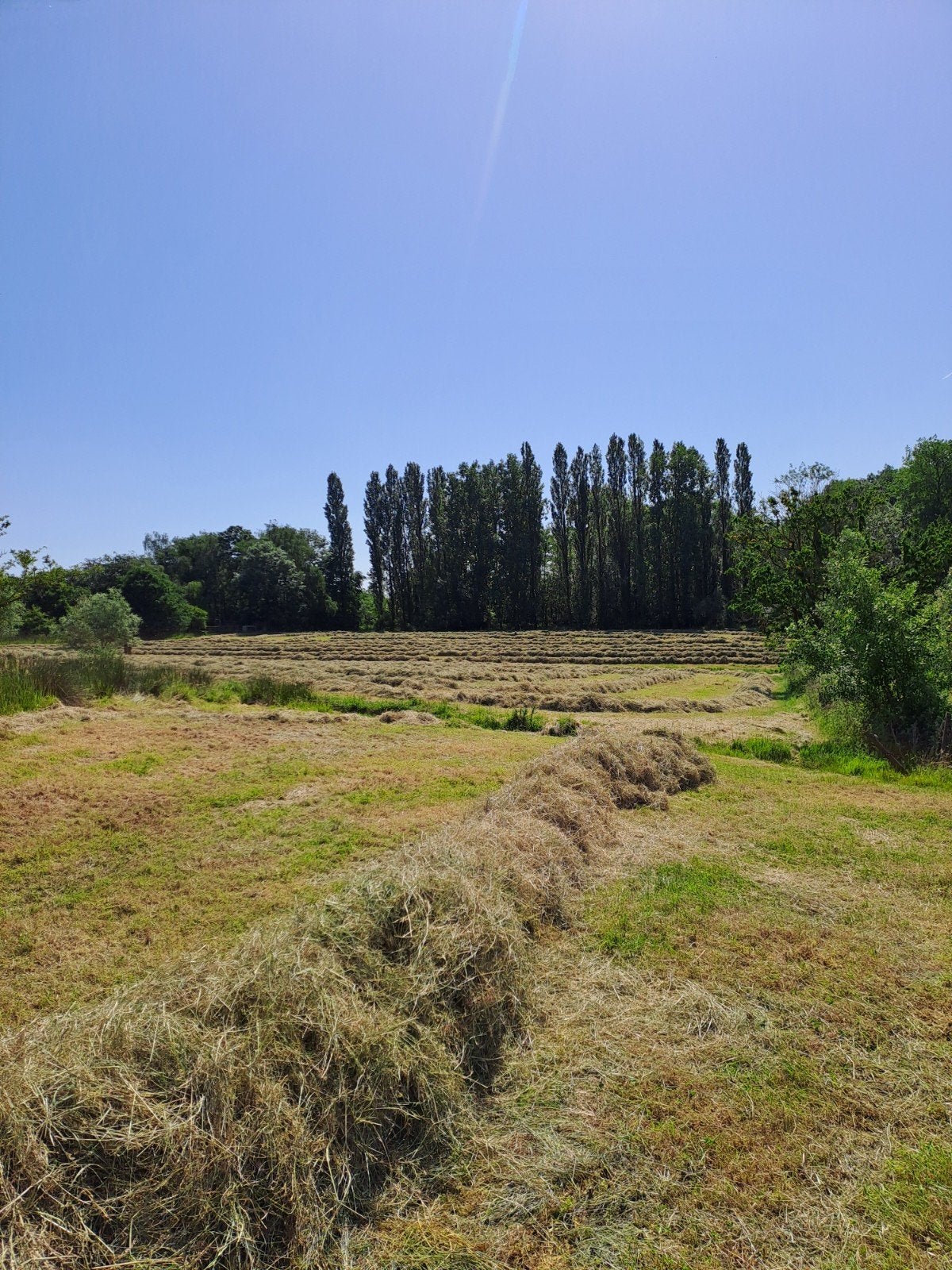 Hooi in kleine pakjes of midibalen met of zonder plastiek