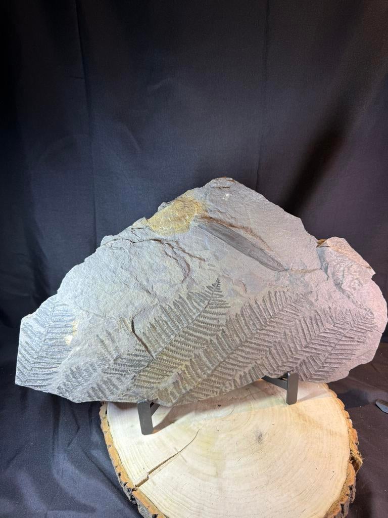 Grande assiette en ardoise avec fougères fossiles 50 30, Enlèvement ou Envoi, Fossile