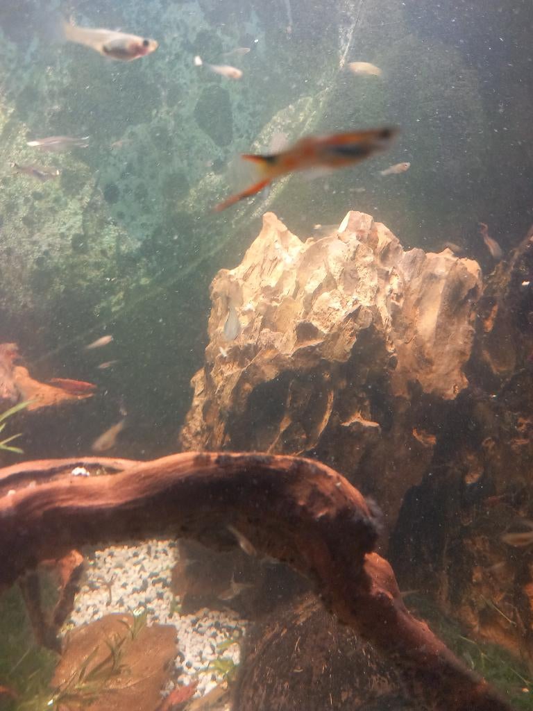 Endler guppys, Dieren en Toebehoren, Vis, Zoetwatervis