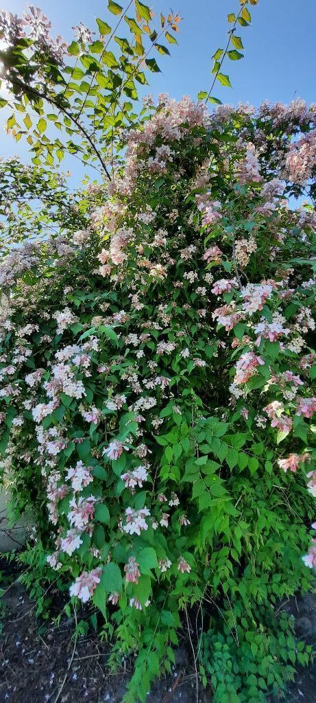Jonge plant van struiƙ  met roze bloemen., Tuin en Terras, Planten | Tuinplanten, Ophalen, Vaste plant