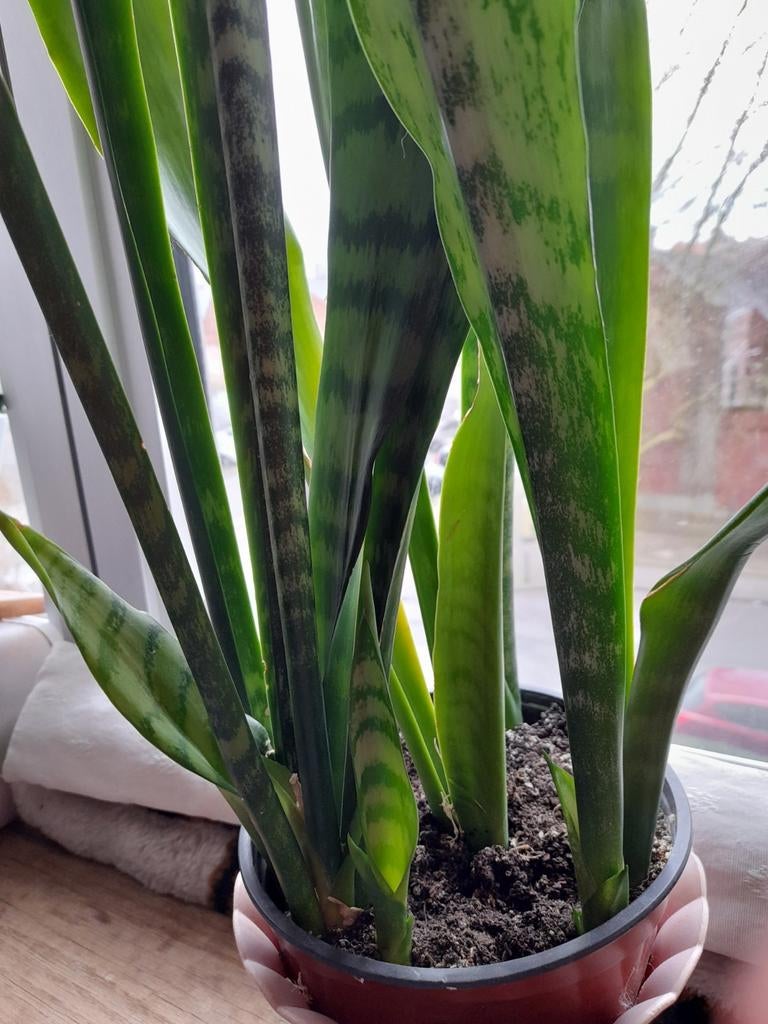plantes senseveria contre maladies et cont odeurs tabacs.