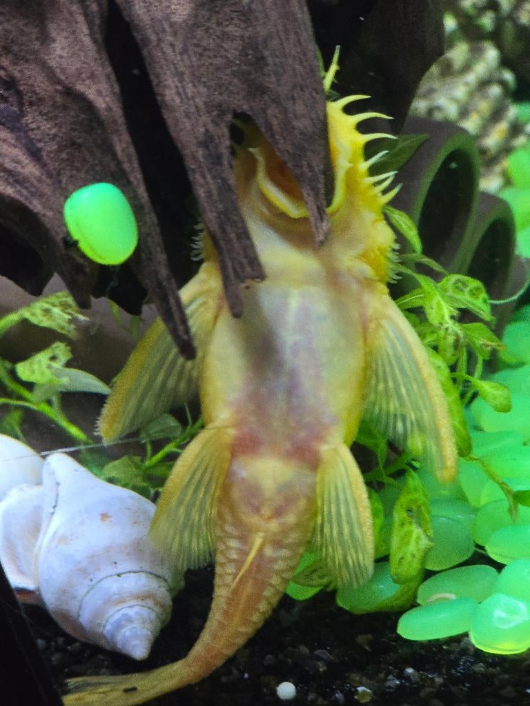 2 l144 albino borstelneus, Animaux & Accessoires, Poissons | Poissons d'aquarium, Autres types, Poisson d'eau douce
