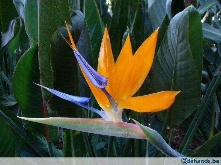 paradijsvogelbloem (Strelitzia reginae), Ophalen
