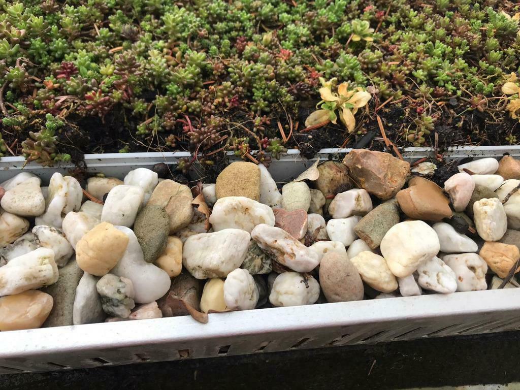 Dakprofiel voor groen dak / sedum dak, Enlèvement ou Envoi, Printemps, Plein soleil, Couvre-sol