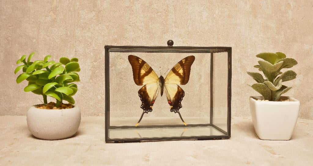 vlinder in glazen box, Verzamelen, Ophalen of Verzenden, Nieuw, Overige soorten, Overige typen