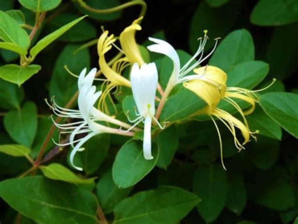 Japanse kamperfoelie, Tuin en Terras, Planten | Tuinplanten, Ophalen