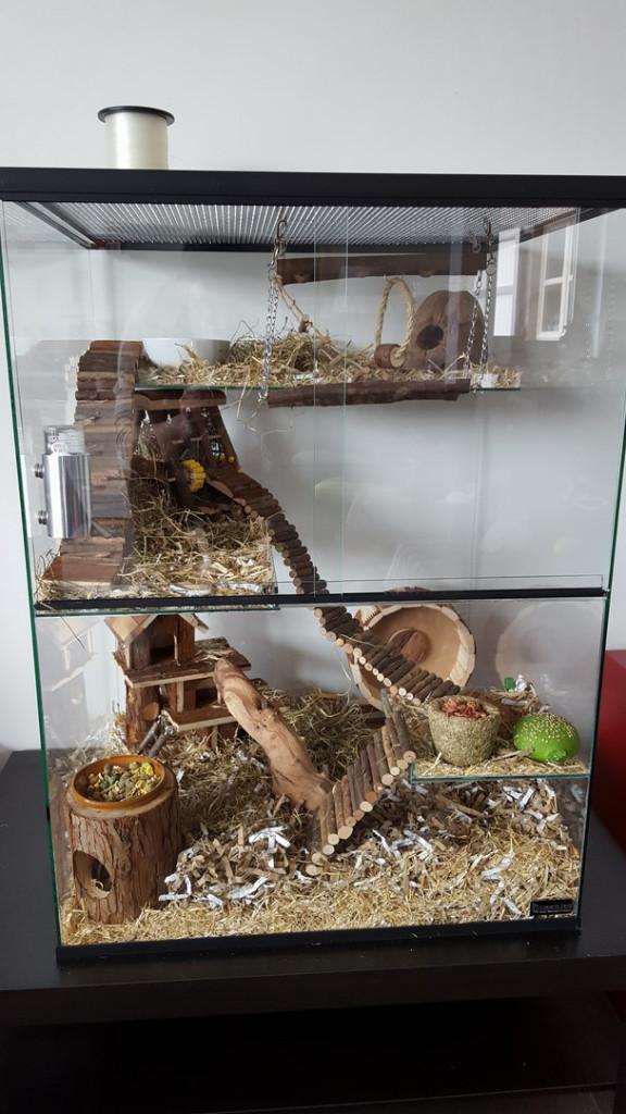 Gerbilarium terrarium voor degoe, gerbil, rat en muis, Dieren en Toebehoren, 60 tot 90 cm, Ophalen of Verzenden, Muis, Hok