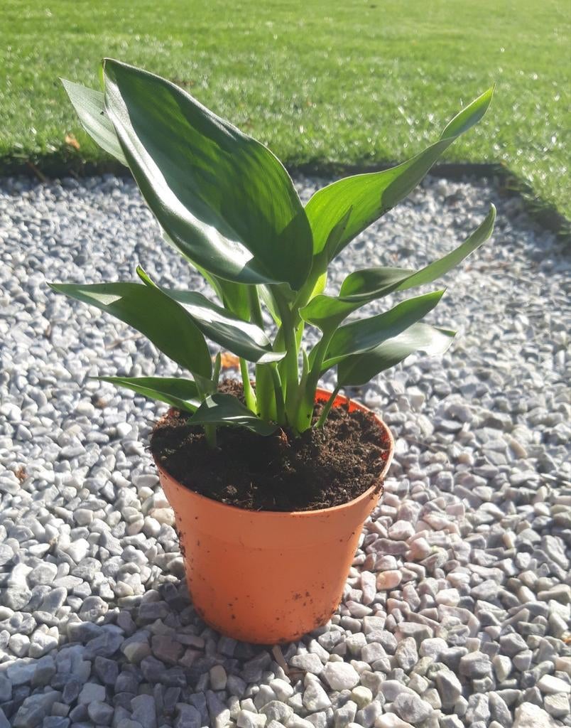 Strelitzia Reginea ( paradijsvogel plant), Jardin & Terrasse, Plantes | Jardin, Enlèvement ou Envoi, Été