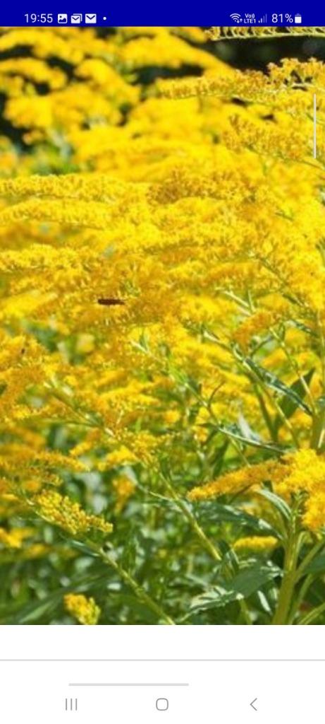 Mooie guldenroeden planten, Tuin en Terras, Planten | Tuinplanten, Ophalen