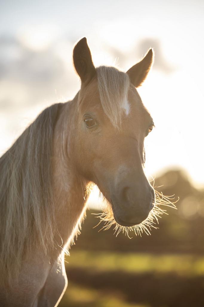 Nmprs jaarling hengstje, Dieren en Toebehoren, Met stamboom, Niet van toepassing, 0 tot 2 jaar, Hengst