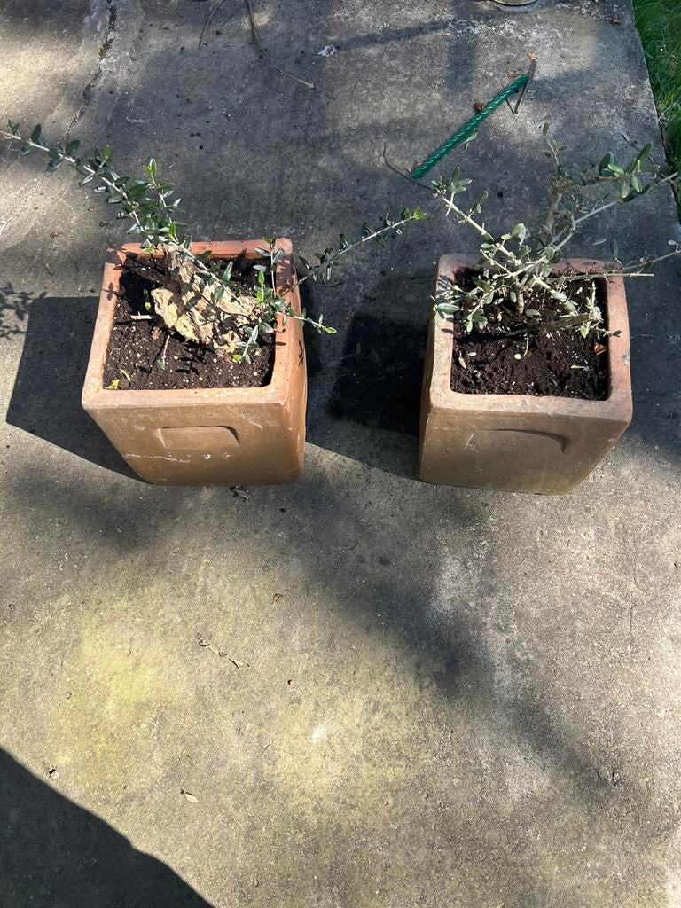 2 bonsaï olivier extérieur L 25,5 H 28,5, Jardin & Terrasse, Plantes | Jardin, Enlèvement