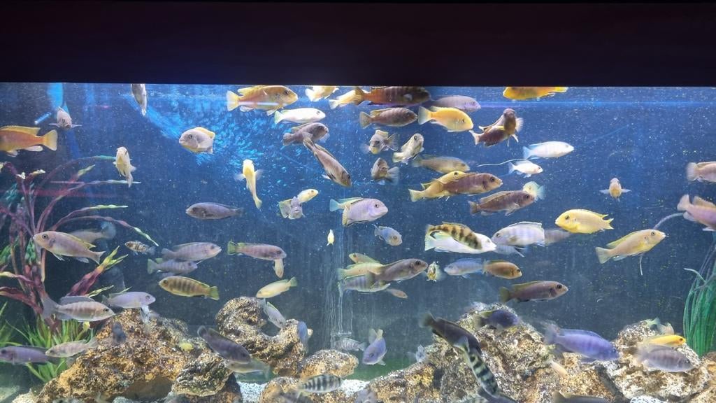 Malawi/mbuna cichliden mix, Dieren en Toebehoren, Vissen | Aquariumvissen