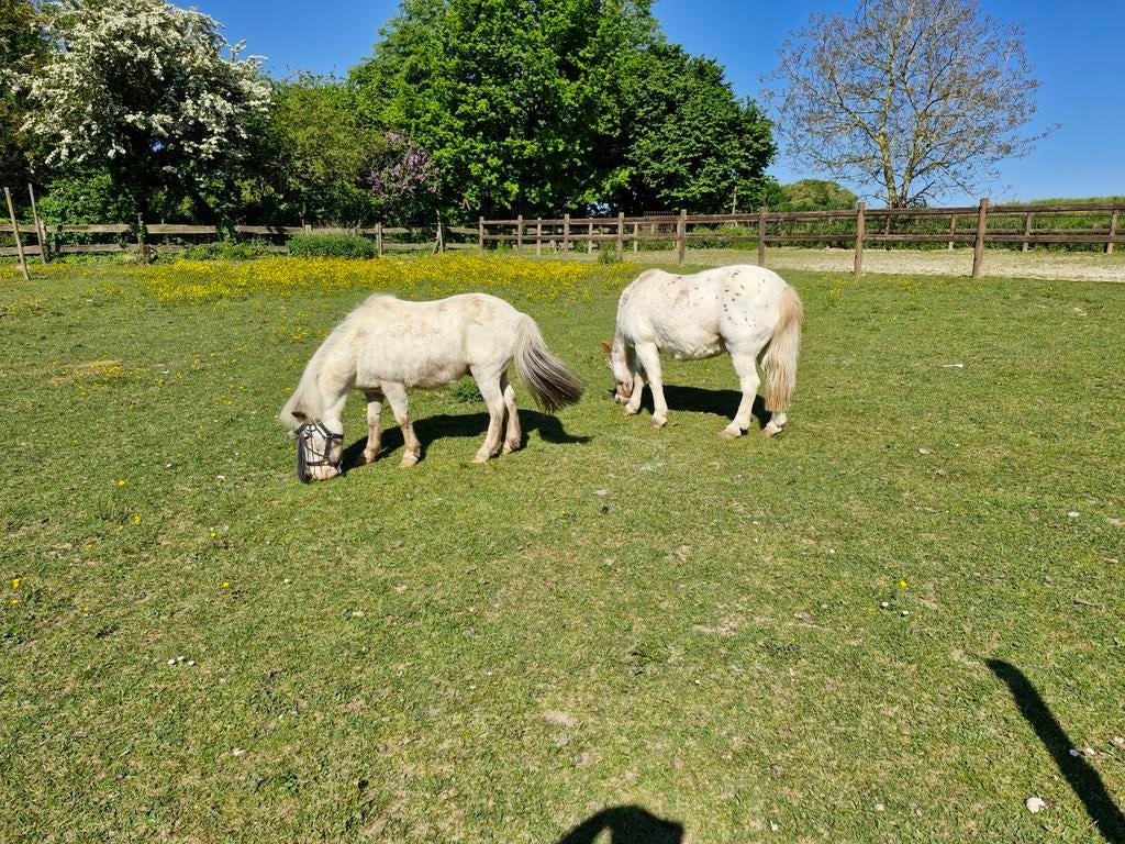 weide met schuilbox voor shetlander ,kleine pony,ezel,