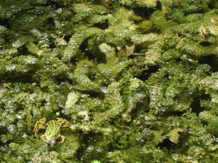 Hoornblad zuurstofplant, Tuin en Terras, Ophalen, Gebruikt