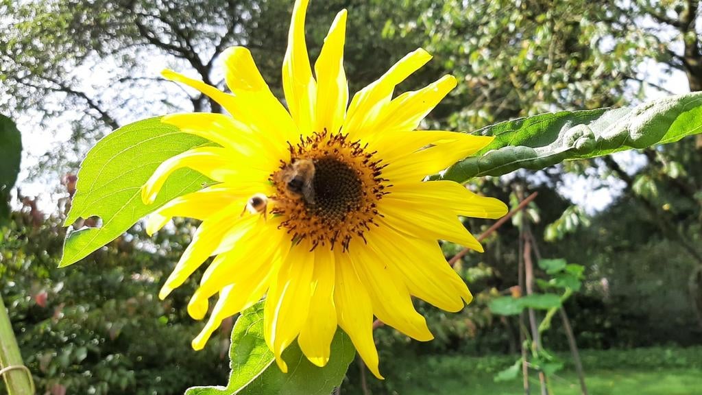 Graines de tournesol - OK 2026 😀 !, Enlèvement