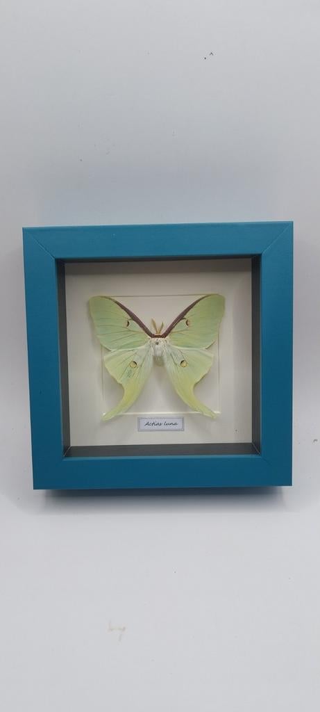 Actias dans un cadre bleu, Enlèvement ou Envoi