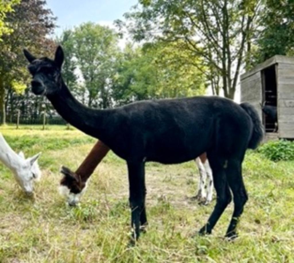 alpacamerrie, Dieren en Toebehoren, Vrouwelijk