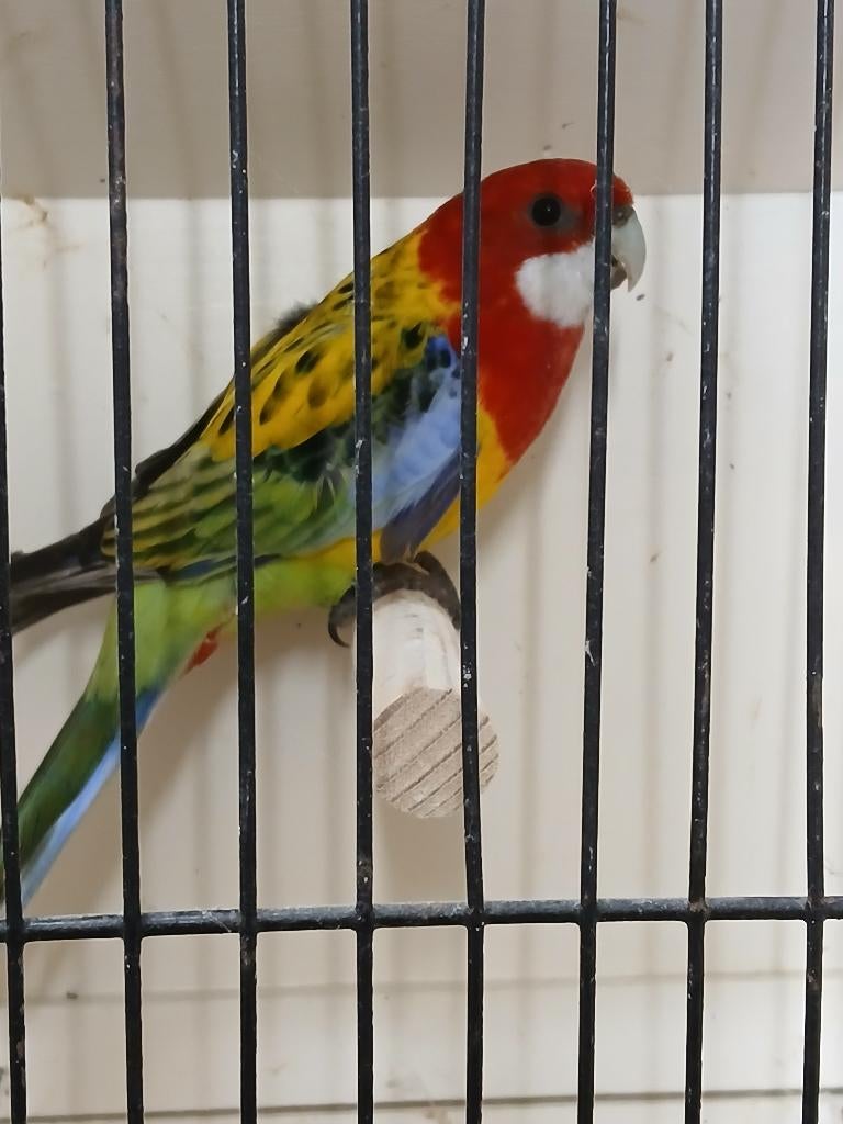 rosella man, Dieren en Toebehoren, Vogels | Parkieten en Papegaaien, Mannelijk, Parkiet