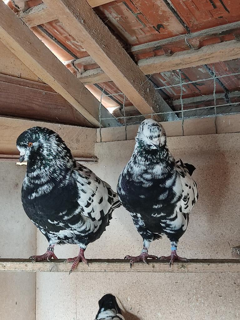 King pigeon, Animaux & Accessoires, Oiseaux | Pigeons, Sexe inconnu, Autres espèces