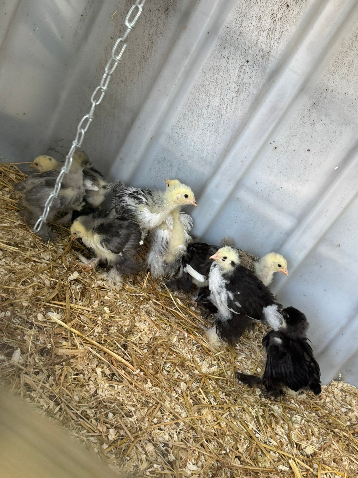 Brahma kuikens, Dieren en Toebehoren, Pluimvee