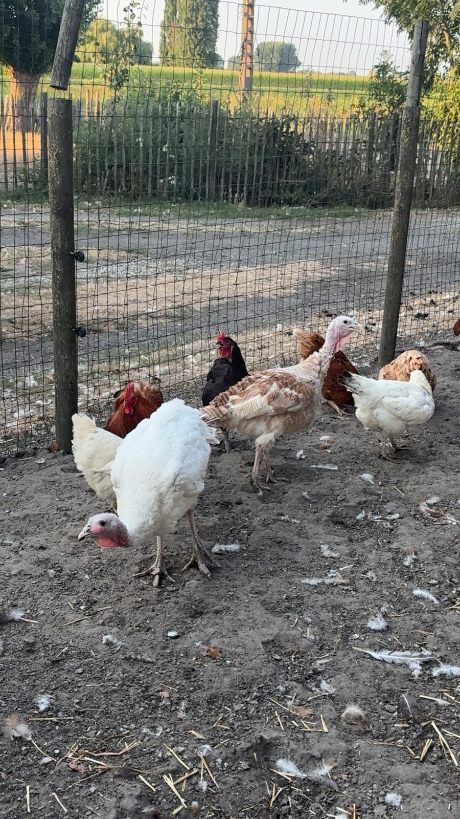 kalkoenen, Dieren en Toebehoren, Pluimvee