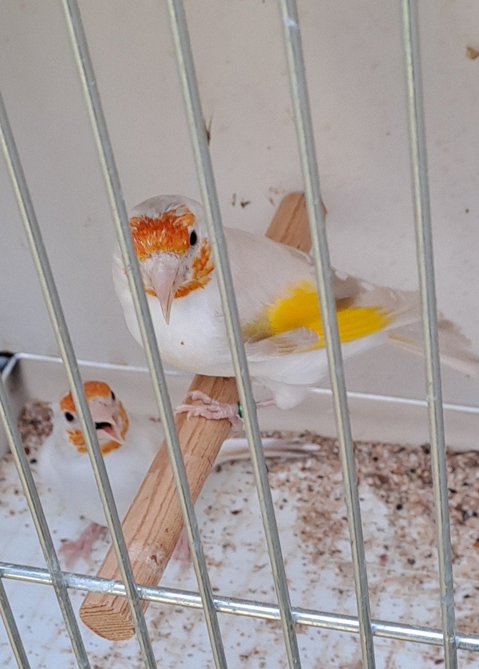 putters, Dieren en Toebehoren, Wildzangvogel