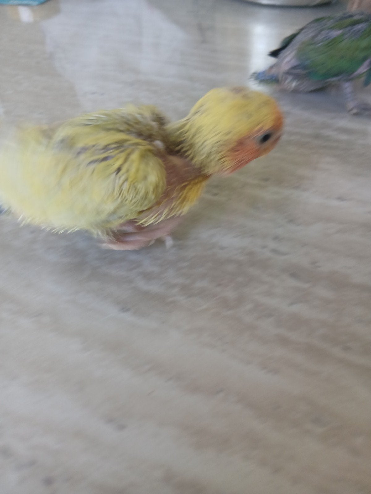 À vendre : Jeune Roseicollis Agapornis roseicoll portatif