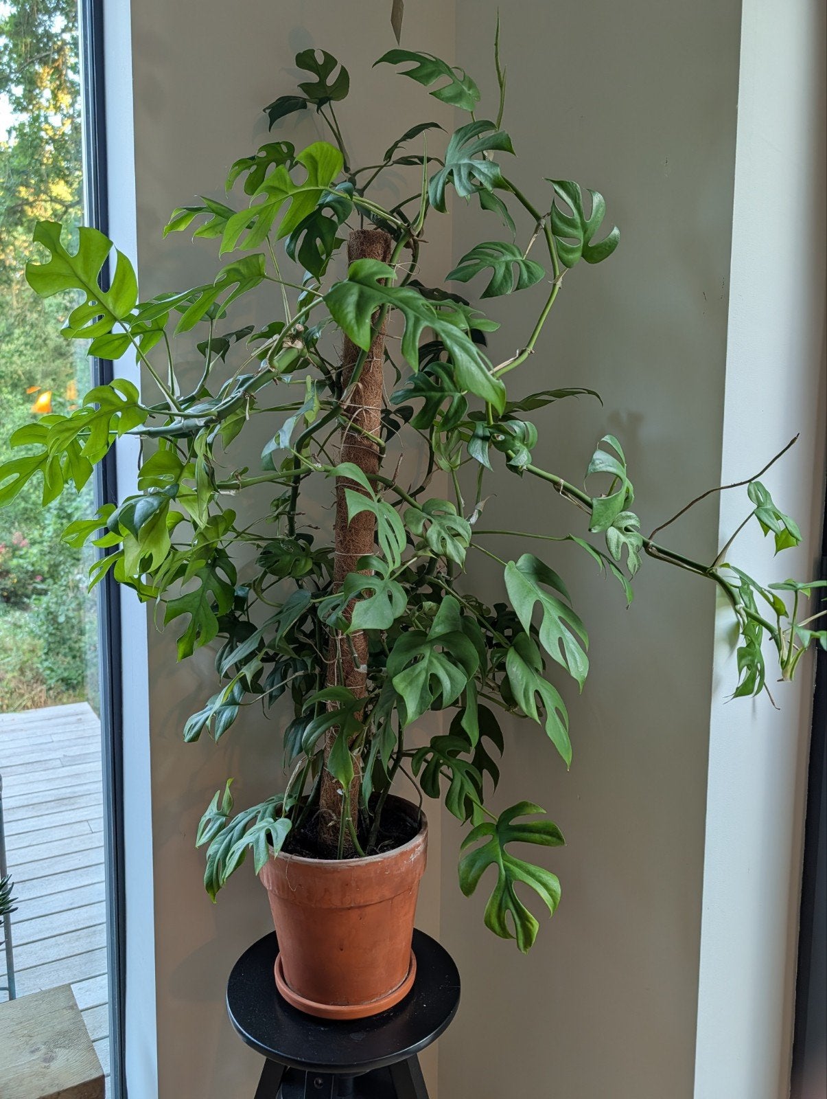Plante d'intérieur Mini Monstera avec pot de fleurs en terre, Enlèvement