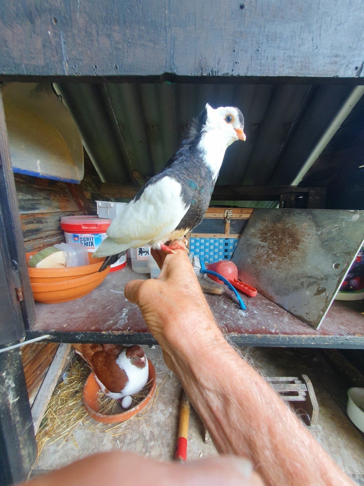 Sierduiven felegyhazer, Dieren en Toebehoren