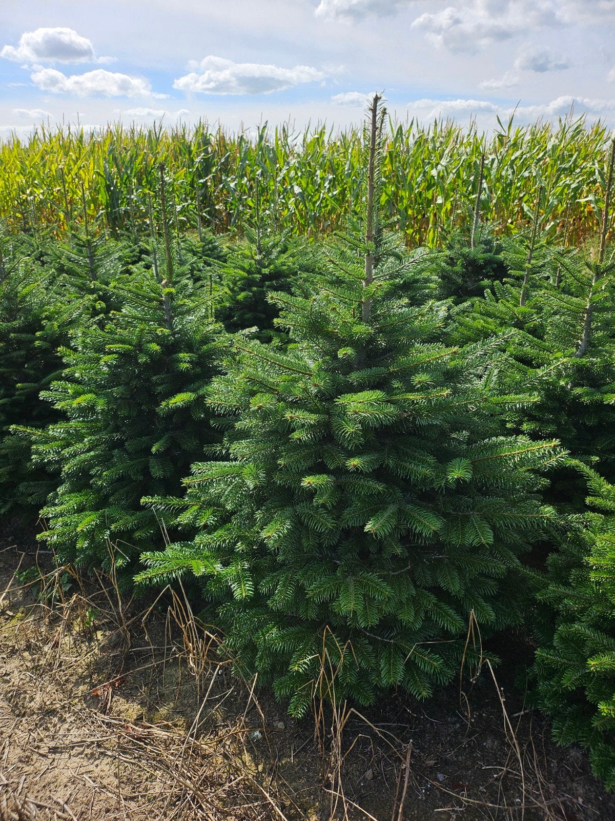 kerstbomen groothandel, Enlèvement