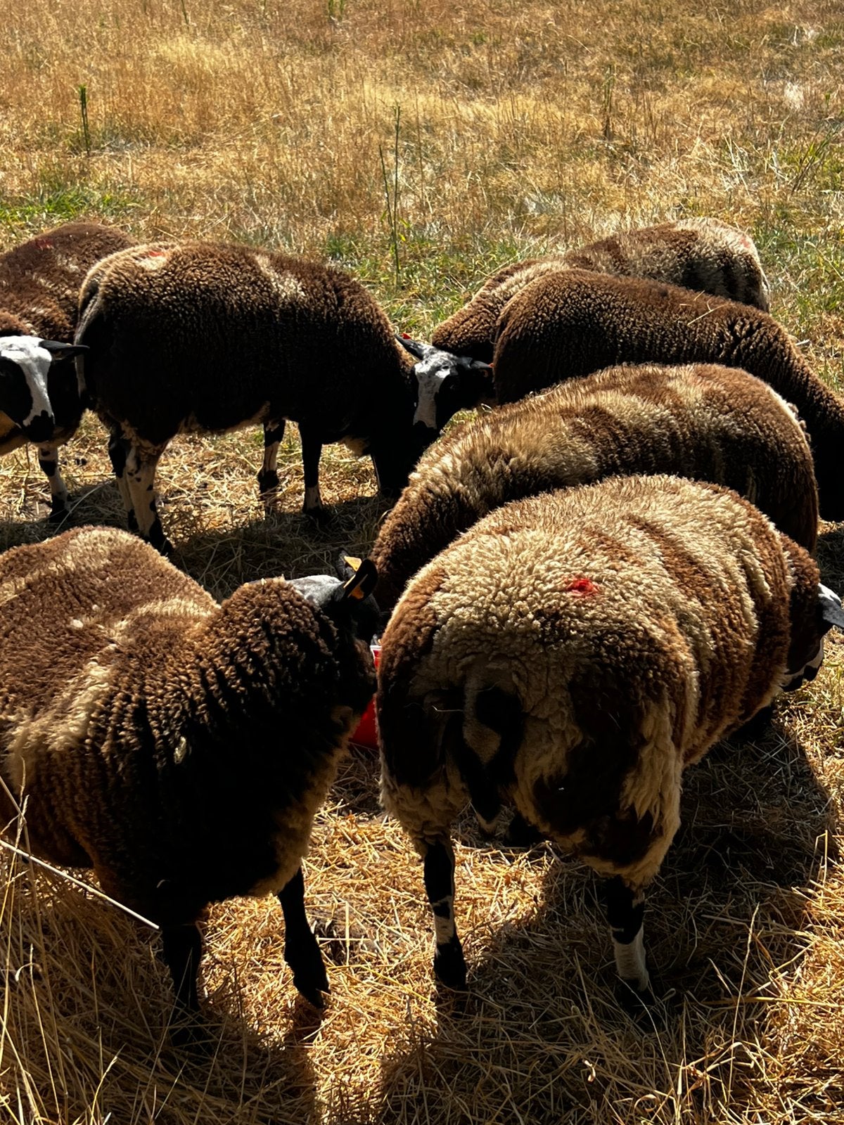 Baggerbonte dekbok, Mâle, Mouton, 0 à 2 ans
