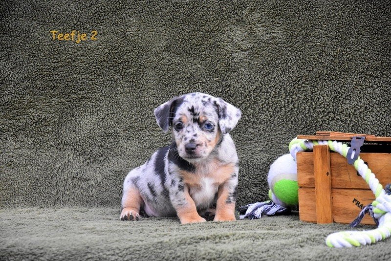 Prachtige Jack Russell pups, Maladie de Carré (chiens), Plusieurs, Jack Russel Terrier, Belgique